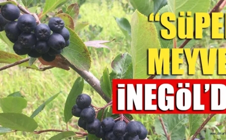 İnegöl'de ne yetişir?