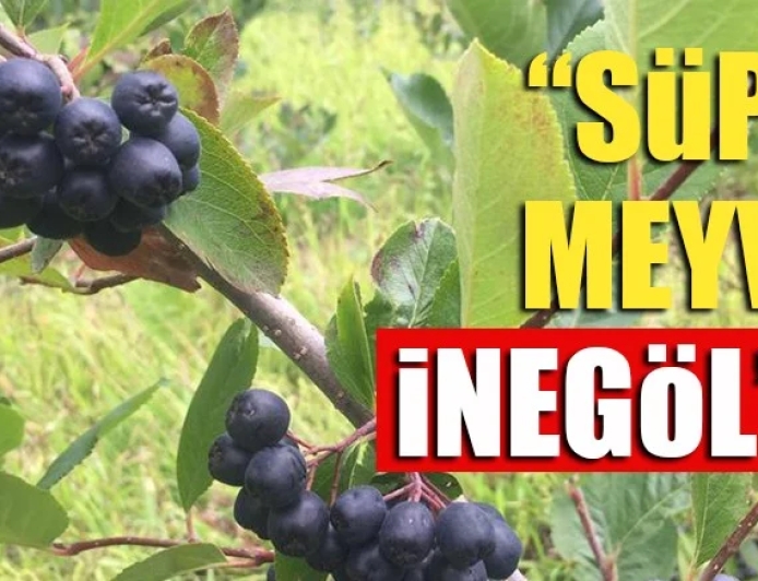 İnegöl'de ne yetişir?