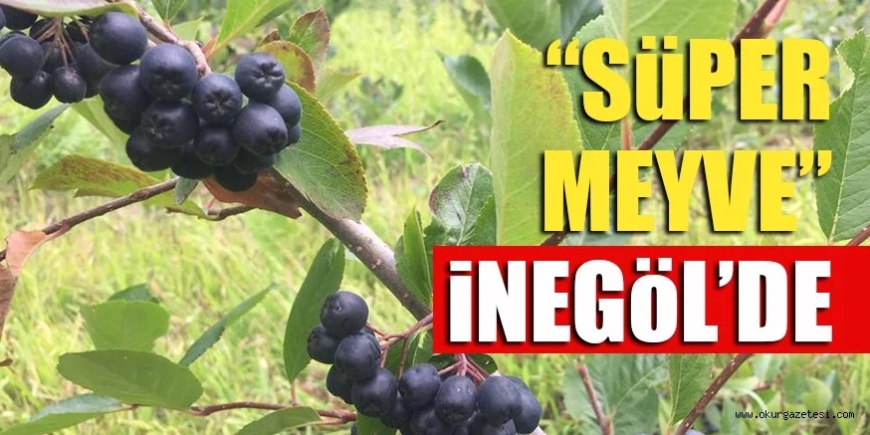 İnegöl'de ne yetişir?